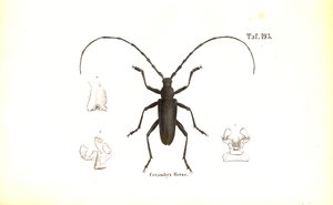  alkotó: J. W. Tenhaeff