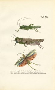 alkotó: J. W. Tenhaeff