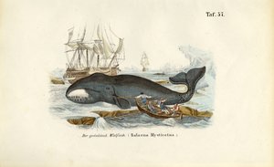 Grönlandi bálnára vadásznak alkotó: J. W. Tenhaeff