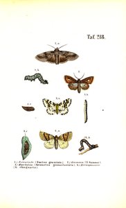 Káros molylepkék és fejlődési szakaszaik alkotó: J. W. Tenhaeff