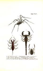 Harvestman és a skorpiók alkotó: J. W. Tenhaeff