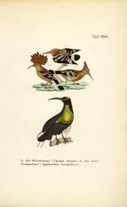  alkotó: J. W. Tenhaeff