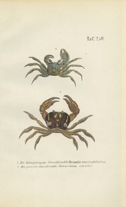 Szarvszemű szellemrák és szárazföldi rák alkotó: J. W. Tenhaeff