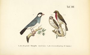 Jávai veréb és közönséges rózsapinty alkotó: J. W. Tenhaeff