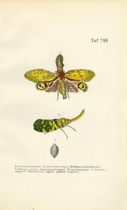  alkotó: J. W. Tenhaeff