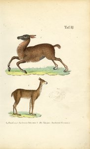  alkotó: J. W. Tenhaeff