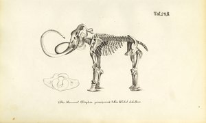 Mamut csontváz alkotó: J. W. Tenhaeff