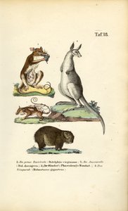 Marsupialok Amerikából és Ausztráliából alkotó: J. W. Tenhaeff