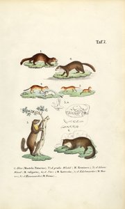 Marten fajok koponya illusztrációval alkotó: J. W. Tenhaeff