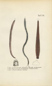  alkotó: J. W. Tenhaeff