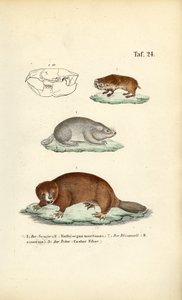 Vakondpatkányok és hódok alkotó: J. W. Tenhaeff