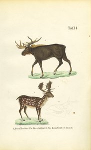  alkotó: J. W. Tenhaeff