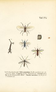 Szúnyogok és fejlődési szakaszaik alkotó: J. W. Tenhaeff