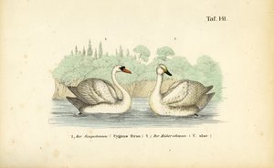 Néma hattyú és énekes hattyú alkotó: J. W. Tenhaeff
