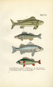  alkotó: J. W. Tenhaeff
