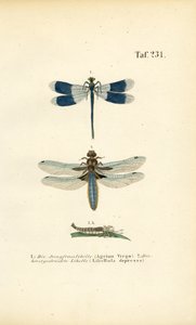  alkotó: J. W. Tenhaeff