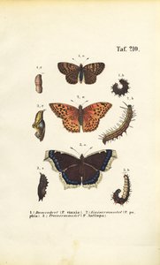 őshonos fritillárisok és ecsetlábú lepkék fejlődési stádiumokkal alkotó: J. W. Tenhaeff