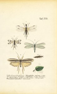 Neuropterák és fejlődési szakaszaik alkotó: J. W. Tenhaeff