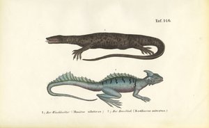  alkotó: J. W. Tenhaeff