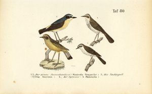 Északi fülemüle, közönséges fülemüle és rigó fülemüle alkotó: J. W. Tenhaeff
