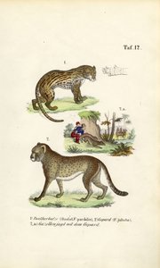 Ocelot, gepárd és gepárd vadászat alkotó: J. W. Tenhaeff