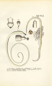 alkotó: J. W. Tenhaeff