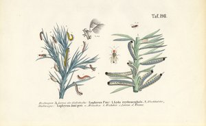 Fenyőfűrészlepke lárvák és fejlődésük alkotó: J. W. Tenhaeff