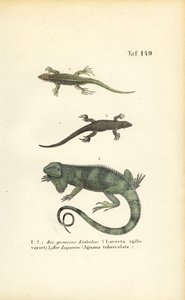  alkotó: J. W. Tenhaeff