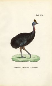 Déli kazuár alkotó: J. W. Tenhaeff