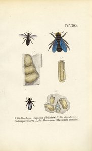 Speciális méhfajok és fészekszerkezeteik alkotó: J. W. Tenhaeff