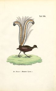 Kiváló Lyrebird alkotó: J. W. Tenhaeff