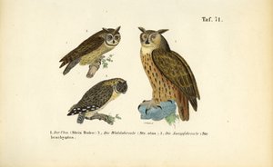 Három bagolyfaj fülpamacsokkal alkotó: J. W. Tenhaeff