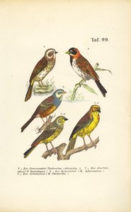  alkotó: J. W. Tenhaeff