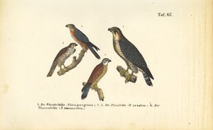 Különböző sólyomfajok alkotó: J. W. Tenhaeff