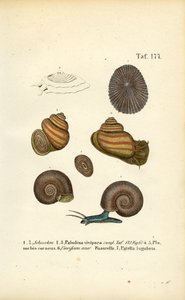 Különböző édesvízi és mocsári csigák alkotó: J. W. Tenhaeff