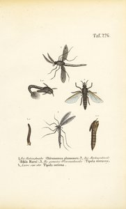Különböző szúnyogok és szúnyogok és fejlődési szakaszaik alkotó: J. W. Tenhaeff