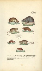 Különböző Muridae-fajok alkotó: J. W. Tenhaeff