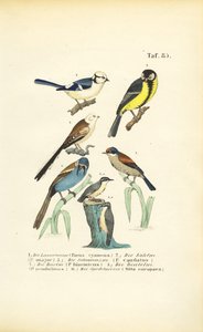 Különböző cickányfajok és kányák alkotó: J. W. Tenhaeff
