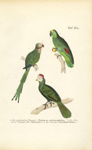  alkotó: J. W. Tenhaeff