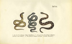  alkotó: J. W. Tenhaeff
