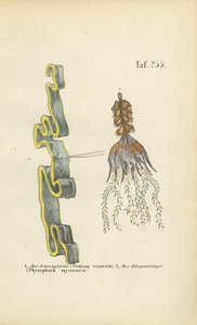 Vénusz fűző és Hólyagfű alkotó: J. W. Tenhaeff