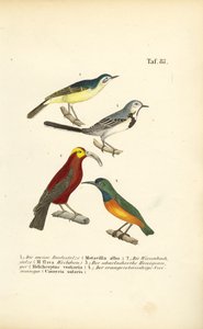 Wagtails és egzotikus napmadarak alkotó: J. W. Tenhaeff