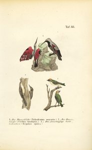 Falmászó, fán kúszó és tűzmadár alkotó: J. W. Tenhaeff