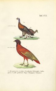 Vadpulya és szatír Tragopan alkotó: J. W. Tenhaeff