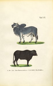Zebu és bölény alkotó: J. W. Tenhaeff