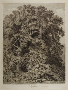 Sophora alkotó: Jacob Philippe Hackert