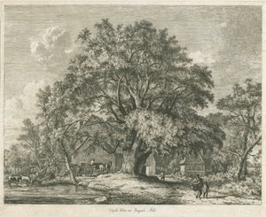 Blithfield – Wych Elm: rézkarc, 1825 alkotó: Jacob George Strutt