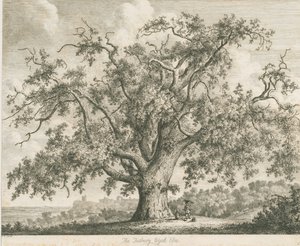 Tutbury – "Wych Elm": rézkarc, nd [c 1820] alkotó: Jacob George Strutt