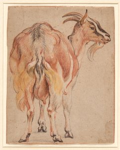 Kecske, 1657 körül (kréta és fehérrel megnövelt mosás) alkotó: Jacob Jordaens