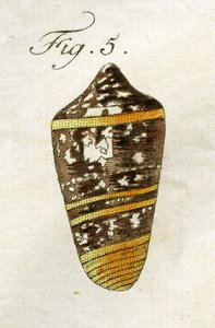 Conus Ammiralis (Summus alfaj) illusztrációja, 1790 (kézzel színezett metszet)